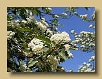 Juni Obstbaumblüte (2)